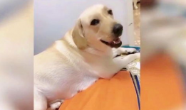 狗狗搞笑视频,萌宠界的欢乐喜剧