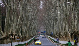 梧桐大道,穿越时光的绿色长廊