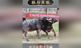 斗牛视频,热血沸腾的竞技对决