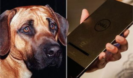 狗与狗交配视频,揭秘犬类交配行为