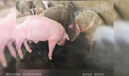 猪洗澡的视频,萌态可掬的洗浴时光