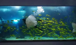 青岛海底世界视频,青岛海底世界探秘之旅