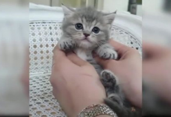 猫咪爱看的视频,揭秘它们最爱的视频内容