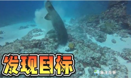 大鲨鱼视频,揭秘海洋霸主的生活奥秘