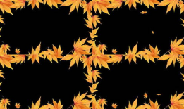 枫叶视频,捕捉生活瞬间，展现多彩世界