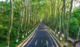 梧桐大道,穿越时光的绿色长廊