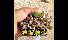 清理藤壶视频,藤壶清理视频深度解析