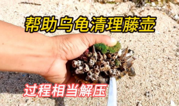 清理藤壶视频,藤壶清理视频深度解析