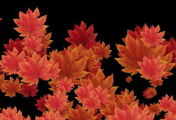 枫叶视频,捕捉生活瞬间，展现多彩世界