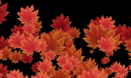 枫叶视频,捕捉生活瞬间，展现多彩世界