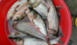 鲢鳙饵料,营养与生态兼顾的养殖之道