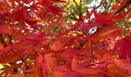 枫叶视频,捕捉生活瞬间，展现多彩世界