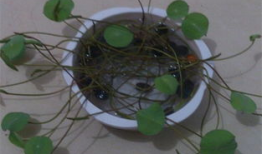 碗莲的种植方法水培视频教程,轻松掌握水培莲花养殖技巧