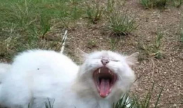 草碰视频,捕捉生活瞬间，展现人间真情