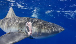 大鲨鱼视频,揭秘海洋霸主的生活奥秘