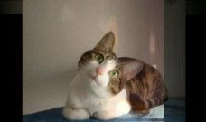 猫咪爱看的视频,揭秘它们最爱的视频内容