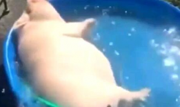 猪洗澡的视频,萌态可掬的洗浴时光