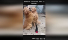 狗狗搞笑视频,萌宠界的欢乐喜剧